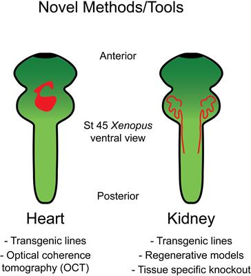 Xenopus: Driving the Discovery of Novel Genes in Patient Disease and Their Underlying Pathological Mechanisms Relevant for Organogenesis